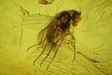 Two Fossil Flies (Diptera) In Baltic Amber #150699-2